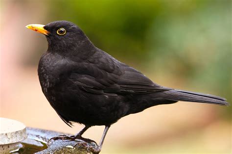 Blackbird .